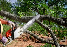 Professional Tree Removal and Landscaping Services in Graton, CA